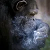 idkmanjustchilllax