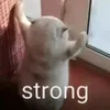 justyousra8