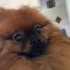 simba.pomface