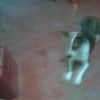 antonio123456789aaqq