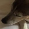 jackthejackrussel2