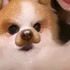 ggpjw