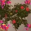 floripascal