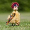 prochital_gey8