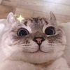 charli_edit.pr