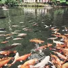 anggikinant