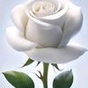 aurhan5578
