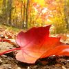 enes_azizov_013