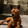 scorpiion_57