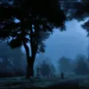 toniwindi31