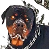 elena_rottweiler_cheiser