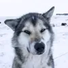 thata_ackerman