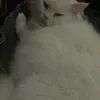 s_xva