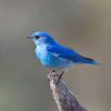 blue_sky082