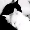 straightfairy_77