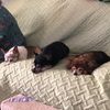 tinydogs4me