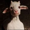 cabrita_69