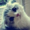 michis.aws13