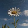 sunflower_10106