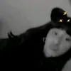 alita_n011
