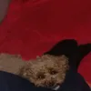 umbirusso
