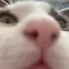 monikadariakus