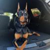 millie_thedoberman