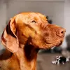 bentleyvizsla