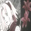 sakuharunodes