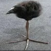 therealzazu