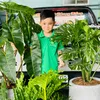 Cây Xanh Phong Hồng