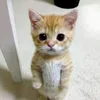 system_el_gato