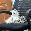 pokojak