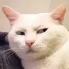extraextrasugar