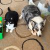 cookie_corgi99