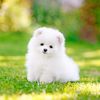 Love pets