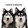 🐶 Mochi • Bruno • Pocky 🐶