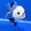 asheeqagoldfish