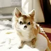 kazumimiyazawa1