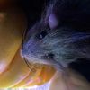 bedtimestoryrat