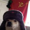 perro_sovieticoa7