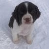 puppyodin