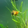 phatgoldies