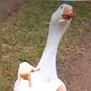 bruh7035