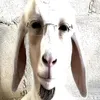 ebalsudbu