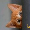 abeerfadol1