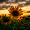 sunfloweeerr01