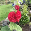 hamedkarem92