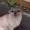 tuuuushka