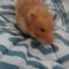 honeymaicitolover
